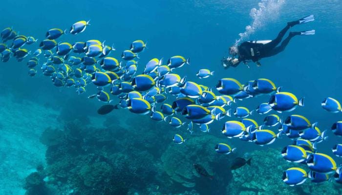 Scuba Diving Trip Hurghada – 2 Guided Dives with PADI & Lunch